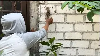 Sungguh tak menduga !!! Nemu sarangnya di samping rumah tetangga 🥹