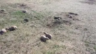 Prairie Dog. Wyoming. Devil Tower