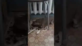Сахарная Косточка
