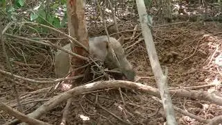 Hama Babi Hutan kena jipah