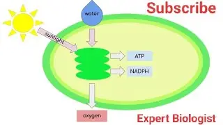 Light reaction l  Mechanism of photosynthesis chapter 7.
