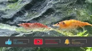 Red Cherry shrimp