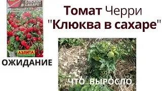 Сорт томата Черри 