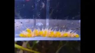 Мальки вылупились