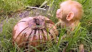 Going to work, I met a lost monkey in the garden
