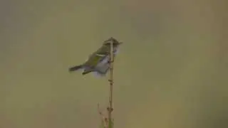 Singing Chinese Leaf-warbler (Phylloscopus yunnanensis) .
