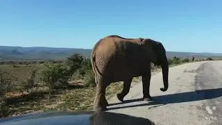 हाती भैय्या ने ट्रॅफिक जॅम कर दी🐘🐘🚗🚐🚦🚥🛣️#shorts #short #elephant