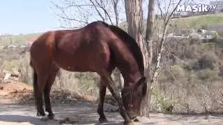 Уход за конем