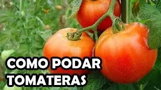 Very easy tomato pruning | Ivan's Garden
