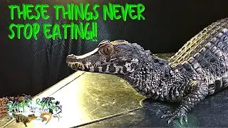 Dwarf Caiman Eat a lot of Food! We are always adding new Fish