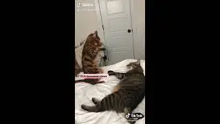 MoMoTheBengal Top 8 Tik Toks