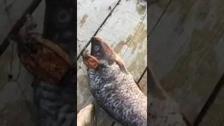 Такой рыбалки Вы ещё не видели😳😮