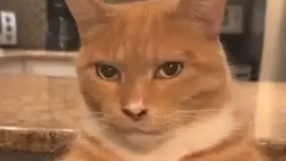 Cat Mewing (Lookmaxxing)