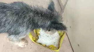 puppy pav pav #dog #animals #puppy #doglover