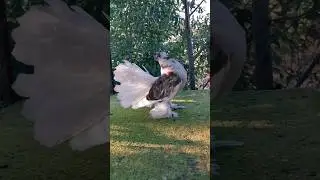 #pigeon