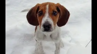 Эстонка - 