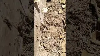 нашествие лягушек