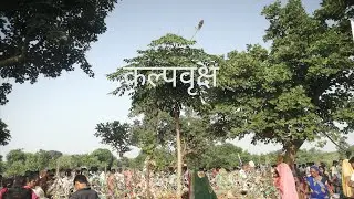 कल्पवृक्ष #कल्पवृक्ष की पहचान क्या है / कल्पवृक्ष का पौधा कहां मिलेगा