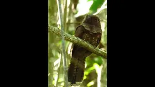 Dicas  passarinhada só pássaro raro , 5 especes difíceis. bacurau ocelado , juruva , barbudo raj.