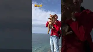 My dog is lion king😂👑🦁#animals #dog #funnyvideo #lionking