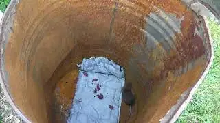 крыса родила в прямо мышеловке