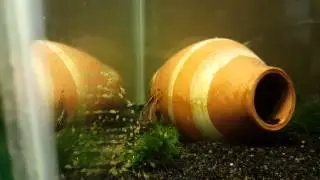 Kribensis yavruları 2 (Baby kribensis)