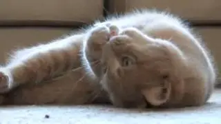 Подарки любимым. Коте и пёсику