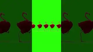 OSTRICH DANCE Green Screen Corner Chroma Key Animation Zoo Animals Kids Children Funny Music Musical