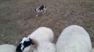 Feisty Sal 12-26-2016