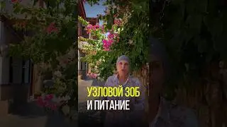 КАК ПИТАТЬСЯ ПРИ УЗЛОВОМ ЗОБЕ?
