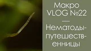 Нематоды-путешественницы / МакроVLOG №22 / 09.10.20