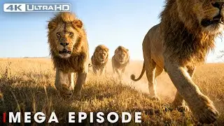 BROTHERS IN BLOOD: World's Deadliest of Lion | Nature Animal Documentary