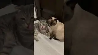 #cat