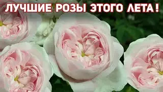 TOP 4 - Abundantly blooming roses, the best varieties of this season!