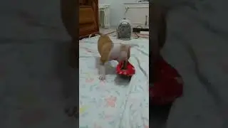 Yavru pitbull oyun zamanı dora #pitbull