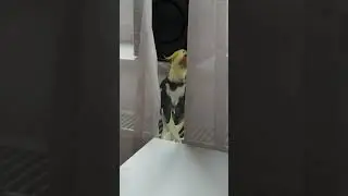 Попугай поёт SKIBIDI - LITTLE BIG | Cockatiel sings SKIBIDI - LITTLE BIG #SkibidiChallenge
