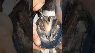Мастерски меняет подковы 😲🤯