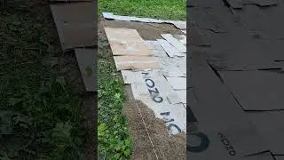 Второй год борьбы с борщевиком Сосновского. Грядки для теплицы 2