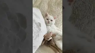 Cute baby🥰 #prensesgiller #cat #komikvideolar #catvideos
