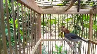 SUARA PRENJAK KLAWU JANTAN GACOR