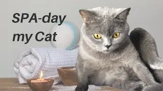 Spa-day my funny CAT. Как постирать кота без потерь