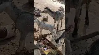 😂😂😂😂😂🐏 #remix
