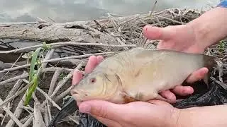 Долгожданный линь в пруду