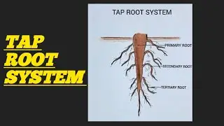 How to draw tap root system  easily