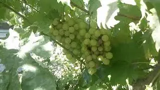 Виноград осенью сорта Бианка, Лидия, Дружба, Русский Конкорд, Восторг