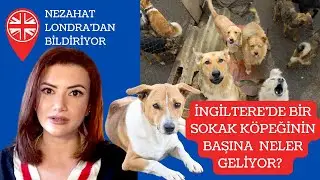 İngiltere'de sokakta sahipsiz bulunan bir köpeğin başına neler geliyor?