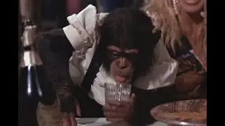 Un singe qui sait faire la fête !
