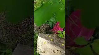 Ежик любит курятину.