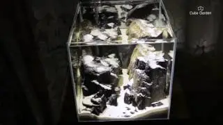CubeGarden 