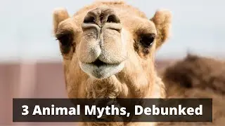 3 Common Animal Myths: Debunked